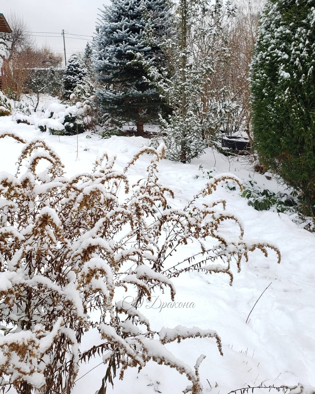 Солидаго (золотарник) Fireworks до сих пор украшает сад. ❄️🌾 Радуюсь, что посадили его на большую поляну в пионовый полукруг :) 🌼 С какой стороны ни посмотри - он хорош! 🌾🌲