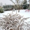 Солидаго (золотарник) Fireworks до сих пор украшает сад. ❄️🌾 Радуюсь, что посадили его на большую поляну в пионовый полукруг :) 🌼 С какой стороны ни посмотри - он хорош! 🌾🌲