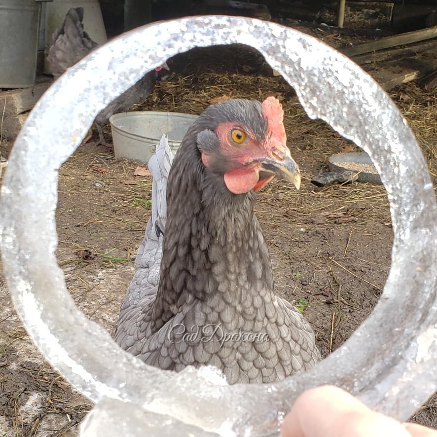 Вспомнила о портретах наших курочек и петуха) 🐔🐓🐓 Рамка - замёрзшая вода из их кастрюли :) 🖼️