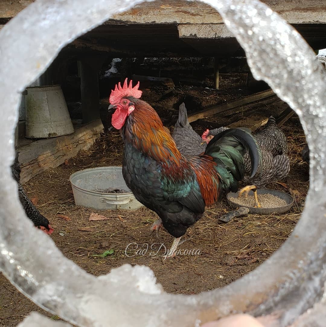 Вспомнила о портретах наших курочек и петуха) 🐔🐓🐓 Рамка - замёрзшая вода из их кастрюли :) 🖼️