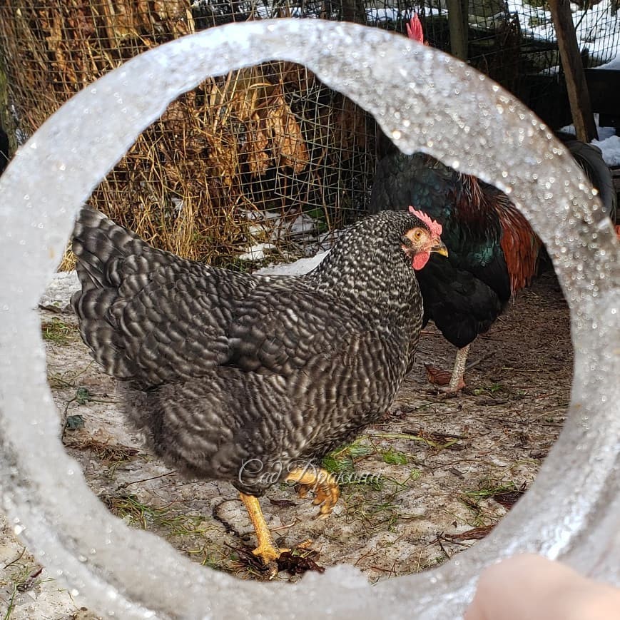 Вспомнила о портретах наших курочек и петуха) 🐔🐓🐓 Рамка - замёрзшая вода из их кастрюли :) 🖼️