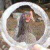 Вспомнила о портретах наших курочек и петуха) 🐔🐓🐓 Рамка - замёрзшая вода из их кастрюли :) 🖼️