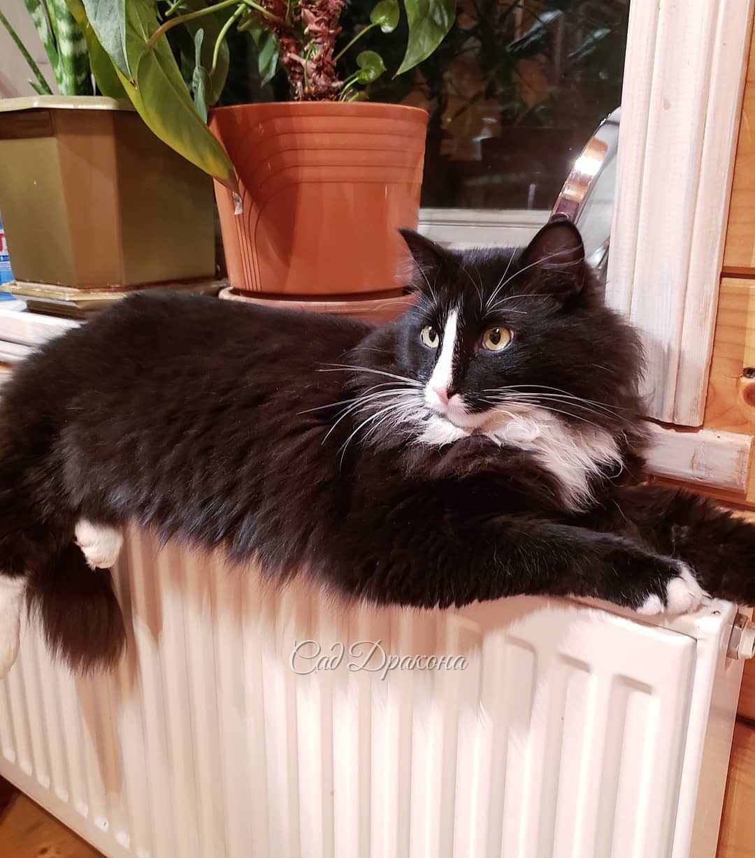 В наступающий вечер Зимнего Солнцестояния мы с Оссе 🐱 желаем вам, друзья, чтобы всё плохое осталось в прошлом, а когда день начнёт прибывать, ☀️ то прибавится радость и здоровье! ☀️☀️☀️ Говорят, сегодня ночью надо загадать 3 желания, попробуем? :) 🌞