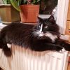 В наступающий вечер Зимнего Солнцестояния мы с Оссе 🐱 желаем вам, друзья, чтобы всё плохое осталось в прошлом, а когда день начнёт прибывать, ☀️ то прибавится радость и здоровье! ☀️☀️☀️ Говорят, сегодня ночью надо загадать 3 желания, попробуем? :) 🌞