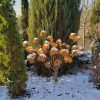 Сад всегда полон сюрпризов - вот кустик гортензии, 🌳 освещёный зимним солнцем, ☀️ выглядит, как праздничная декорация - 🌟🌟🌟 - фонарики на ножках! 😊 Всем чудесного предновогоднего настроения, ☃️ а отмечающим завтра Рождество - волшебного сочельника! 🎄🎉🎅🎁 M
