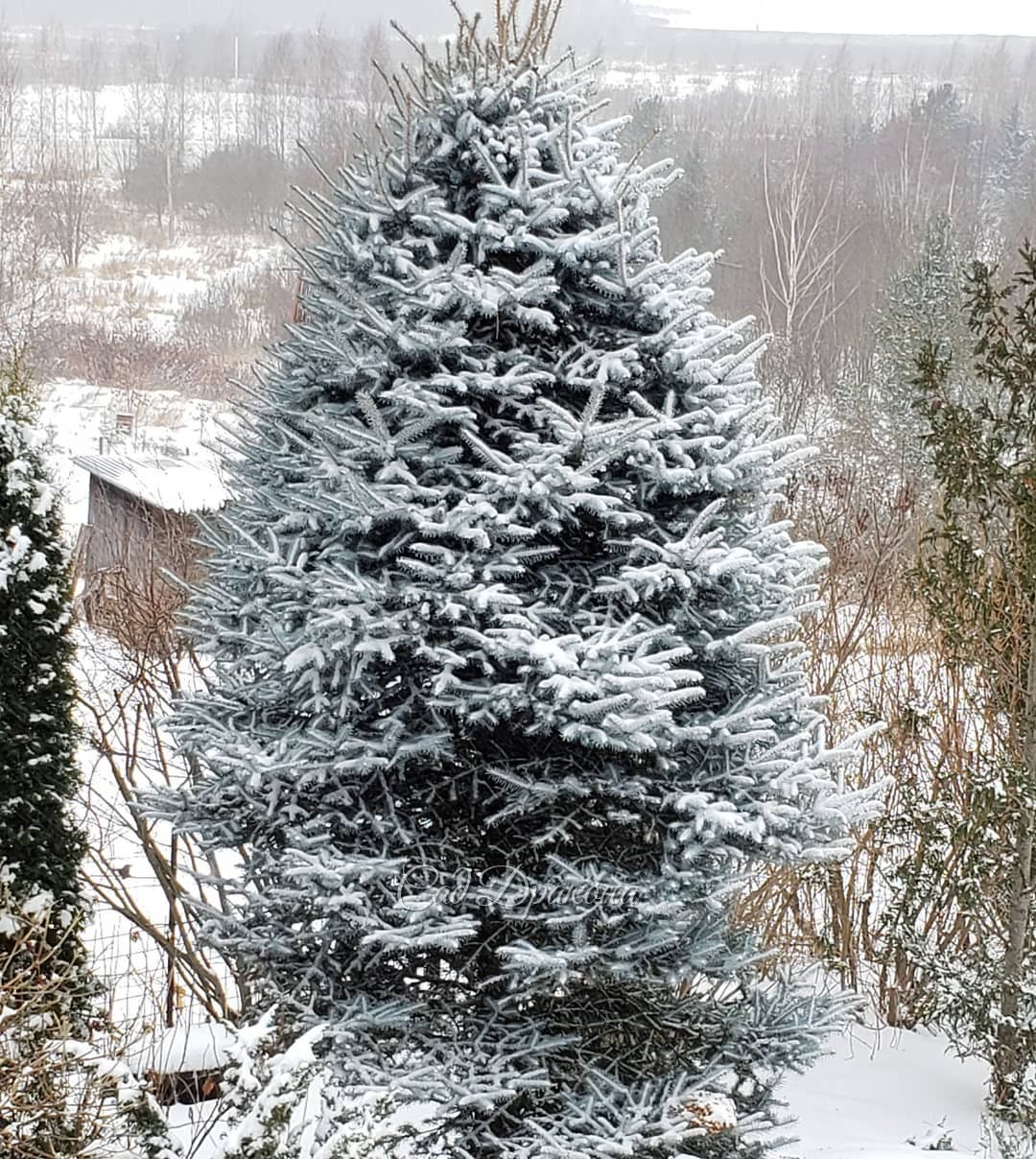 Под Новый год портреты ёлочек - логичная тема :) 🎄Самая большая у нас - ель колючая Эдит, 💙 1е фото с крыльца, 2е из сада 🌲Последние 2 года мы её стрижём ✂️ У неё удивительный цвет - металлический с бирюзовым оттенком. 💙 Мы видим северную сторону дерева, 