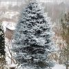 Под Новый год портреты ёлочек - логичная тема :) 🎄Самая большая у нас - ель колючая Эдит, 💙 1е фото с крыльца, 2е из сада 🌲Последние 2 года мы её стрижём ✂️ У неё удивительный цвет - металлический с бирюзовым оттенком. 💙 Мы видим северную сторону дерева, 