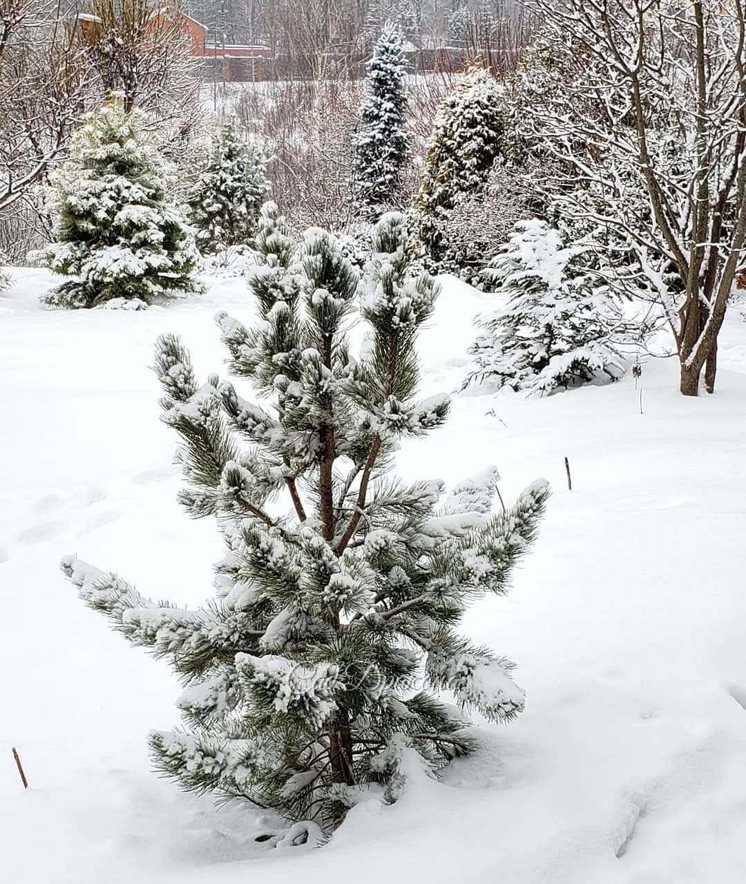 Не зря я вчера 4 часа махала метлой, очищая все (!) хвойные🌲 от зимней красоты - тяжелеющих на глазах снежных шапок ❄️ Шёл ледяной дождь 🌧️ и всё это примерзало, гнуло ветки к земле, создавало недышащие "панцыри" на малышках 🌲🌳 Пришла домой красная, как Д
