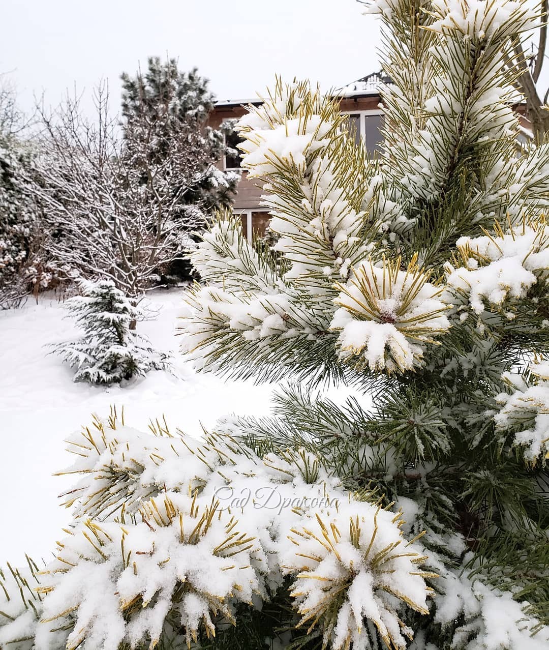 Не зря я вчера 4 часа махала метлой, очищая все (!) хвойные🌲 от зимней красоты - тяжелеющих на глазах снежных шапок ❄️ Шёл ледяной дождь 🌧️ и всё это примерзало, гнуло ветки к земле, создавало недышащие "панцыри" на малышках 🌲🌳 Пришла домой красная, как Д