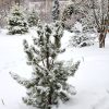 Не зря я вчера 4 часа махала метлой, очищая все (!) хвойные🌲 от зимней красоты - тяжелеющих на глазах снежных шапок ❄️ Шёл ледяной дождь 🌧️ и всё это примерзало, гнуло ветки к земле, создавало недышащие "панцыри" на малышках 🌲🌳 Пришла домой красная, как Д