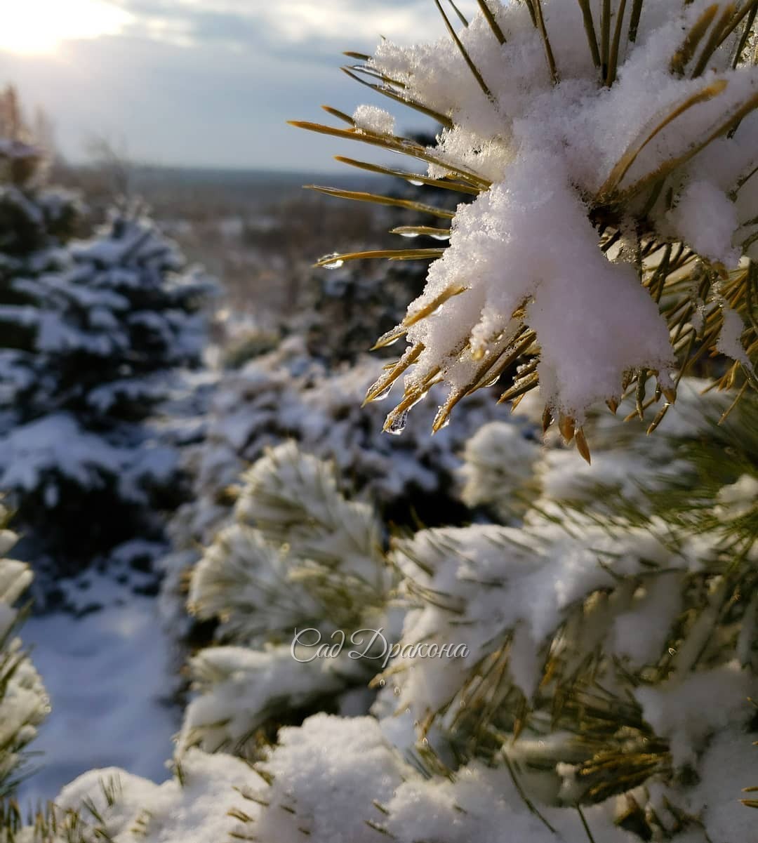 Сегодня день ещё лучше, даже солнышко выглянуло, тепло и тихо :) ☀️🌲❄️ Снято с одного и того же места - 1-вид наверх, 2-вниз. Лёд на веточках где-то подтаял, где-то нет... ❄️💧Постояла бы такая погодка! 🙏