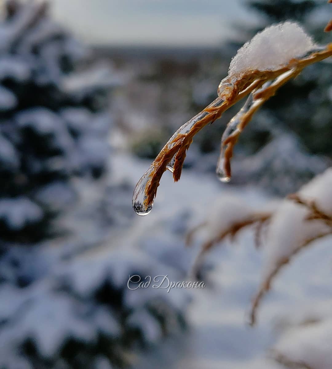 Сегодня день ещё лучше, даже солнышко выглянуло, тепло и тихо :) ☀️🌲❄️ Снято с одного и того же места - 1-вид наверх, 2-вниз. Лёд на веточках где-то подтаял, где-то нет... ❄️💧Постояла бы такая погодка! 🙏