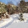 Сегодня день ещё лучше, даже солнышко выглянуло, тепло и тихо :) ☀️🌲❄️ Снято с одного и того же места - 1-вид наверх, 2-вниз. Лёд на веточках где-то подтаял, где-то нет... ❄️💧Постояла бы такая погодка! 🙏
