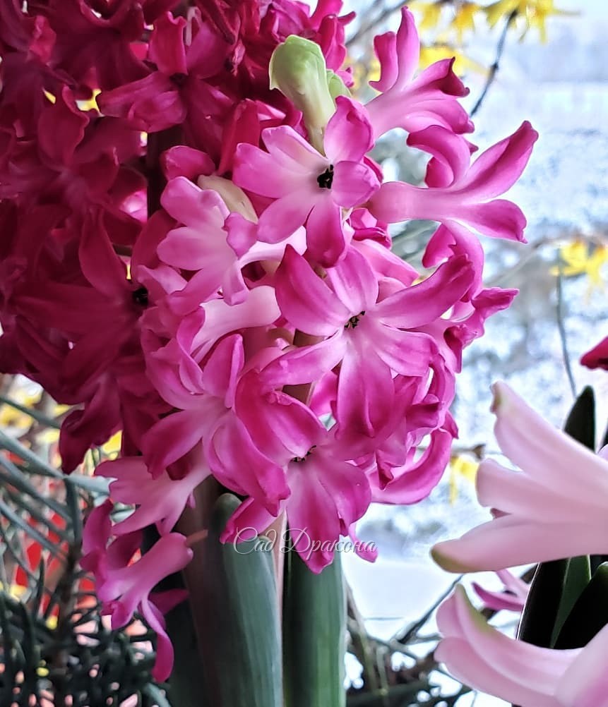С Рождеством! ✨ Светлого праздника! 🌟 Любви и радости, добрых надежд! 🌸💖🌿