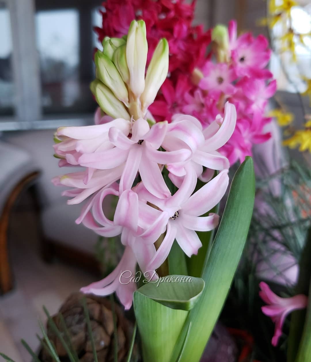 С Рождеством! ✨ Светлого праздника! 🌟 Любви и радости, добрых надежд! 🌸💖🌿