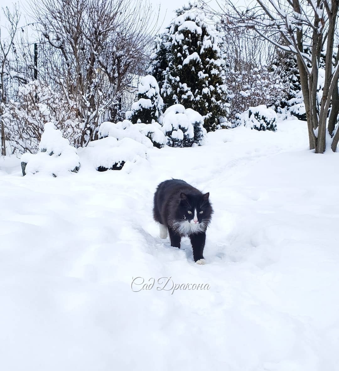 Прогулка Оссе (не в хронологической последовательности)) ❄️🐈🌲