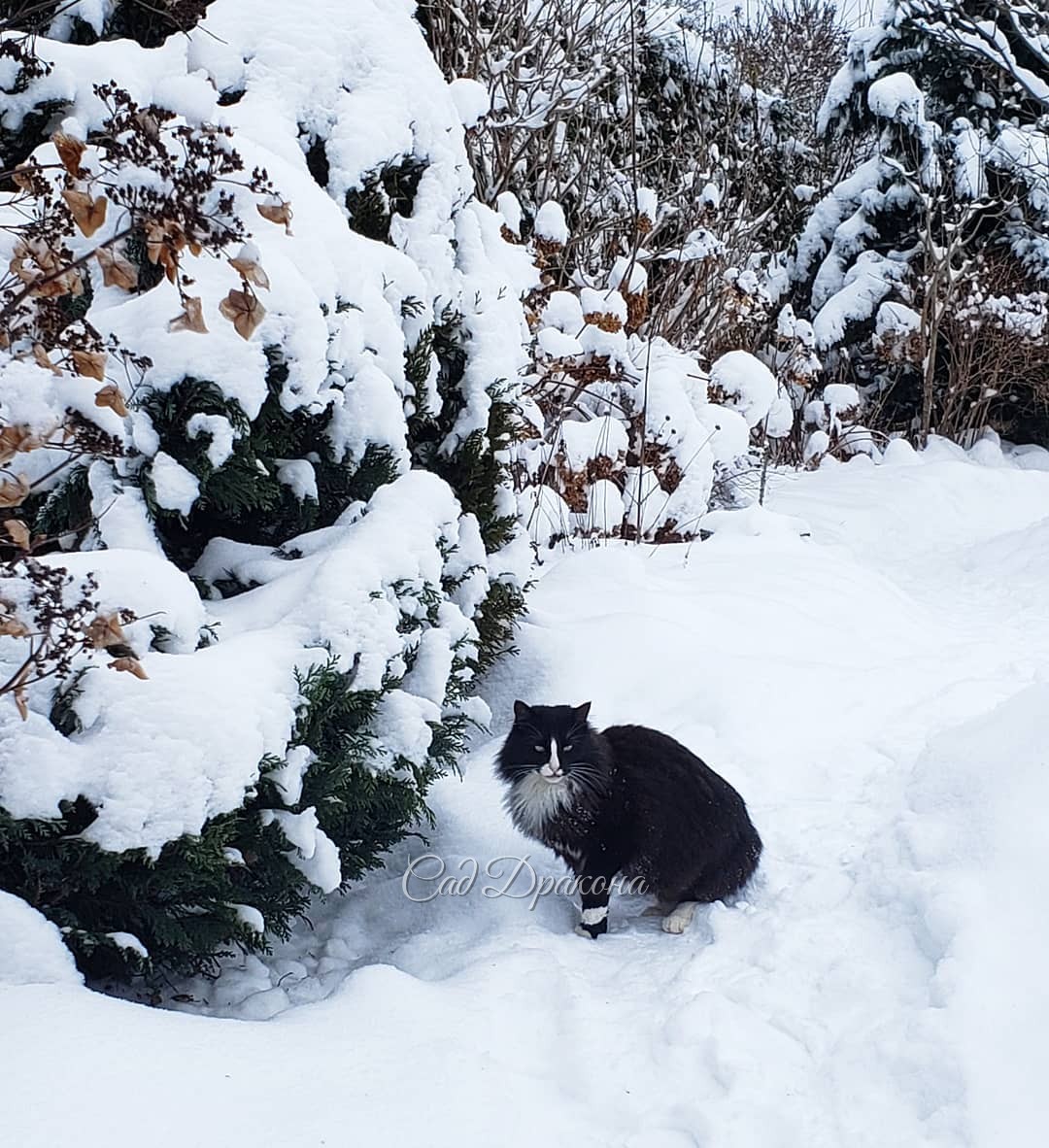 Прогулка Оссе (не в хронологической последовательности)) ❄️🐈🌲