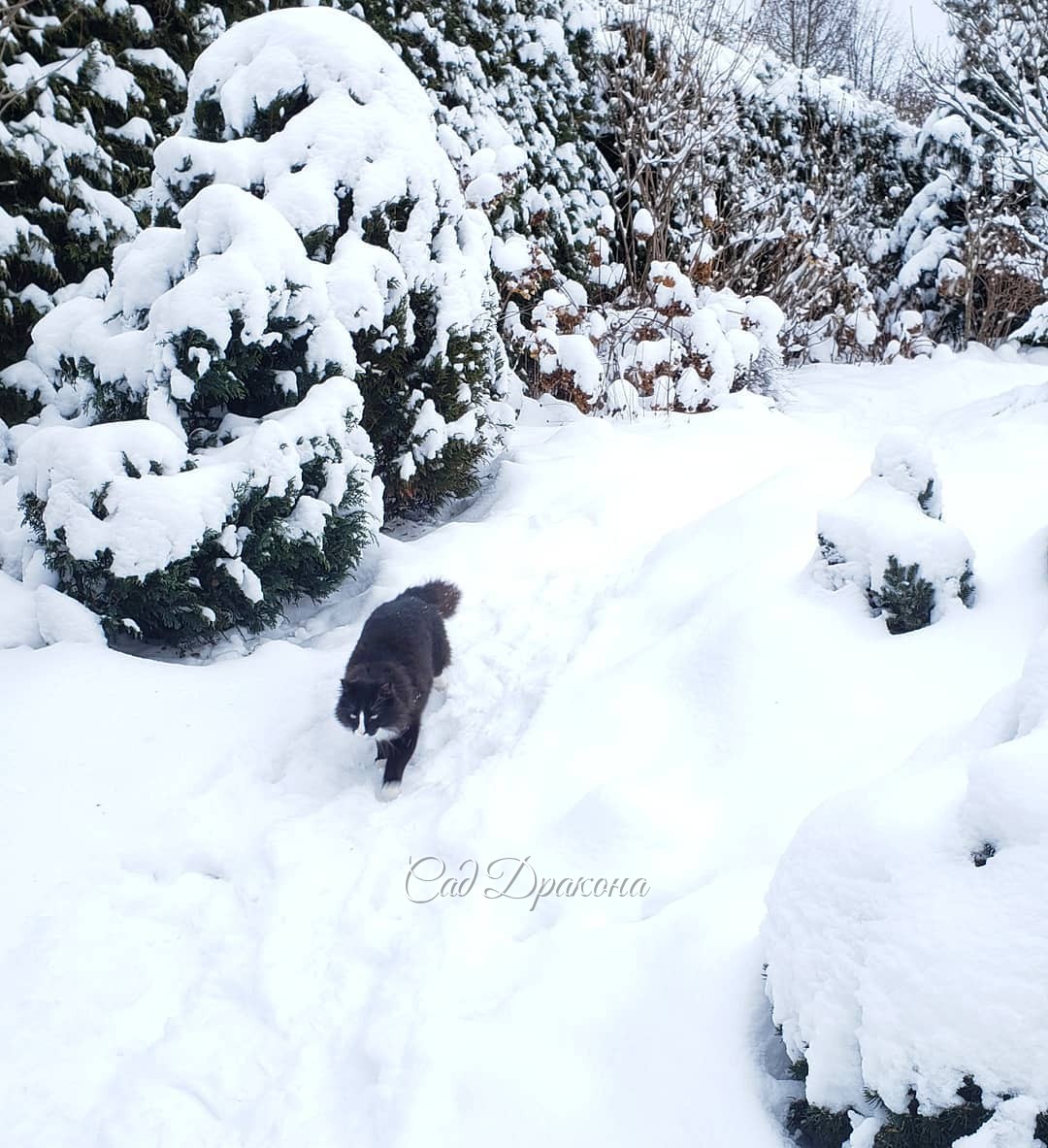 Прогулка Оссе (не в хронологической последовательности)) ❄️🐈🌲