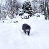 Прогулка Оссе (не в хронологической последовательности)) ❄️🐈🌲