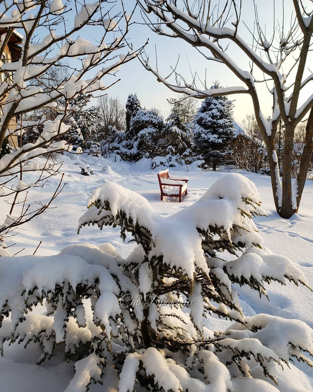Снег сейчас очень украшает и лиственные деревья 🌳❄️ 1 - амурская сирень и орех, 2 - дуб красный, 3 - клён полевой, 4 - каштан. Наконец выглянуло солнце! ☀️💙❄️ Сделала кучу фото со снегом на разных растениях :) ❄️🌲🌾❄️🌳❄️
