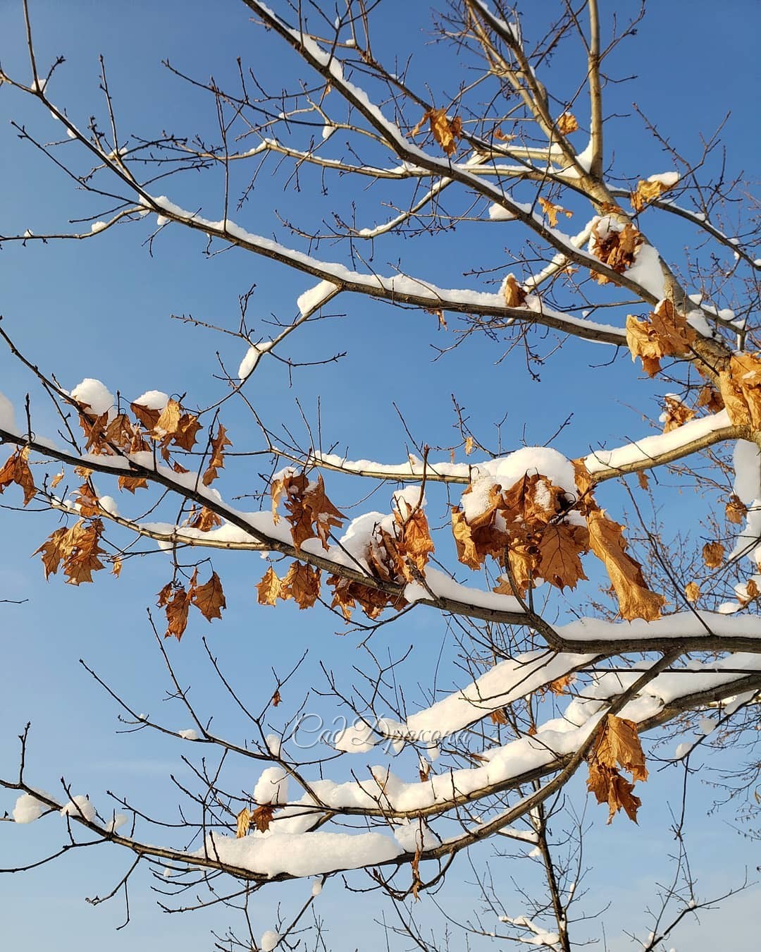 Снег сейчас очень украшает и лиственные деревья 🌳❄️ 1 - амурская сирень и орех, 2 - дуб красный, 3 - клён полевой, 4 - каштан. Наконец выглянуло солнце! ☀️💙❄️ Сделала кучу фото со снегом на разных растениях :) ❄️🌲🌾❄️🌳❄️
