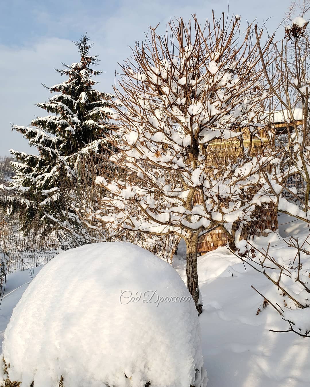 Снег сейчас очень украшает и лиственные деревья 🌳❄️ 1 - амурская сирень и орех, 2 - дуб красный, 3 - клён полевой, 4 - каштан. Наконец выглянуло солнце! ☀️💙❄️ Сделала кучу фото со снегом на разных растениях :) ❄️🌲🌾❄️🌳❄️