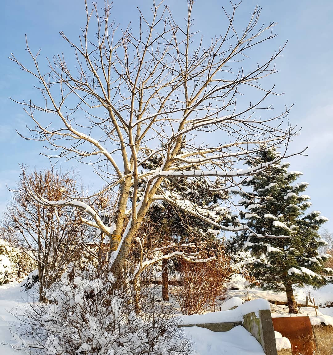Снег сейчас очень украшает и лиственные деревья 🌳❄️ 1 - амурская сирень и орех, 2 - дуб красный, 3 - клён полевой, 4 - каштан. Наконец выглянуло солнце! ☀️💙❄️ Сделала кучу фото со снегом на разных растениях :) ❄️🌲🌾❄️🌳❄️