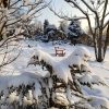 Снег сейчас очень украшает и лиственные деревья 🌳❄️ 1 - амурская сирень и орех, 2 - дуб красный, 3 - клён полевой, 4 - каштан. Наконец выглянуло солнце! ☀️💙❄️ Сделала кучу фото со снегом на разных растениях :) ❄️🌲🌾❄️🌳❄️
