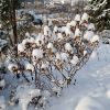 Очень радуют снежные "шапочки" на сухих соцветия гортензий (1-4) и семенах сирени (Престон, 5) 🌸❄️ Первая - моя любимца Early Sensation декоративна с июля (она зацветает на месяц раньше многих метельчатых ) и до... возможно до весны?) 🌸❄️ На Great Star, (