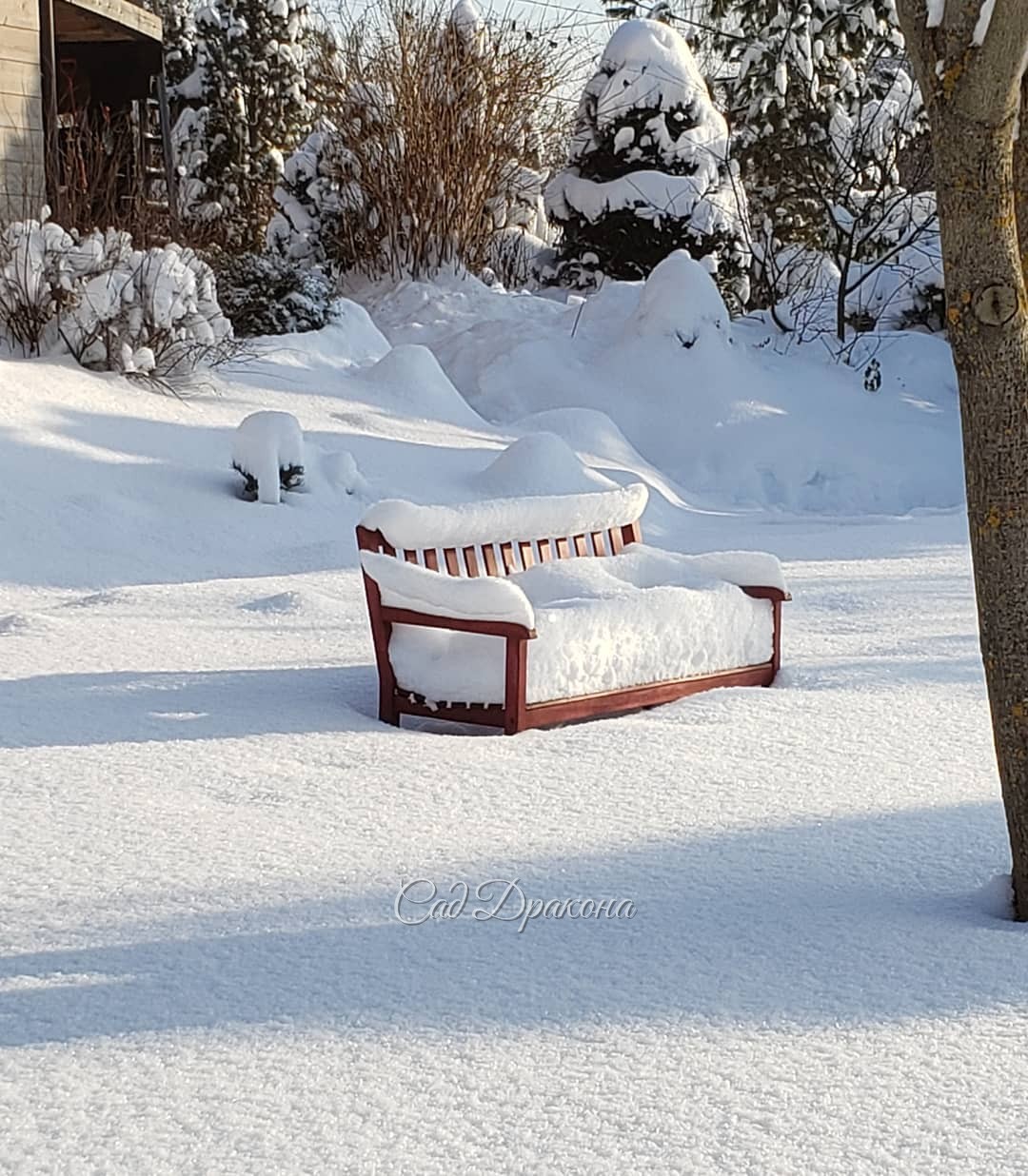 Садовая скамейка приобрела спинку с китайским изгибом ⛩️❄️😉 А кресло-трон ❄️ обнимает туя :) Фото вчерашние - сегодня не смогла себя заставить выйти в метель 🤦‍♀️❄️❄️❄️🌬️ Курочек Женя навещал 🐓😘