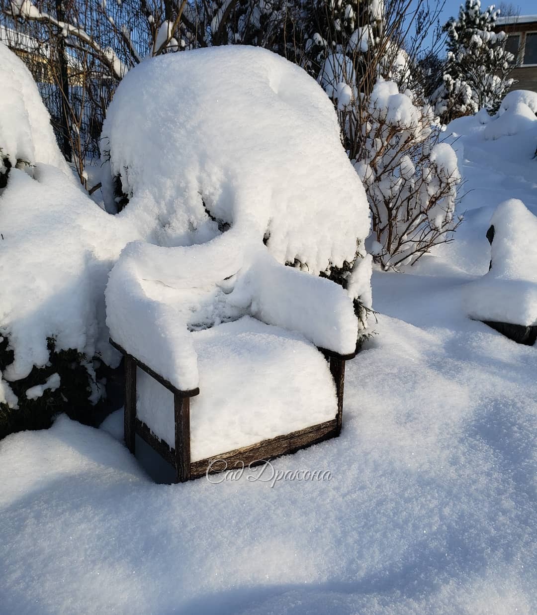 Садовая скамейка приобрела спинку с китайским изгибом ⛩️❄️😉 А кресло-трон ❄️ обнимает туя :) Фото вчерашние - сегодня не смогла себя заставить выйти в метель 🤦‍♀️❄️❄️❄️🌬️ Курочек Женя навещал 🐓😘