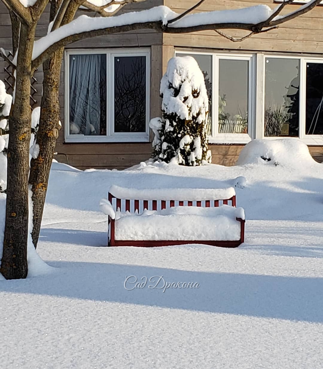 Садовая скамейка приобрела спинку с китайским изгибом ⛩️❄️😉 А кресло-трон ❄️ обнимает туя :) Фото вчерашние - сегодня не смогла себя заставить выйти в метель 🤦‍♀️❄️❄️❄️🌬️ Курочек Женя навещал 🐓😘