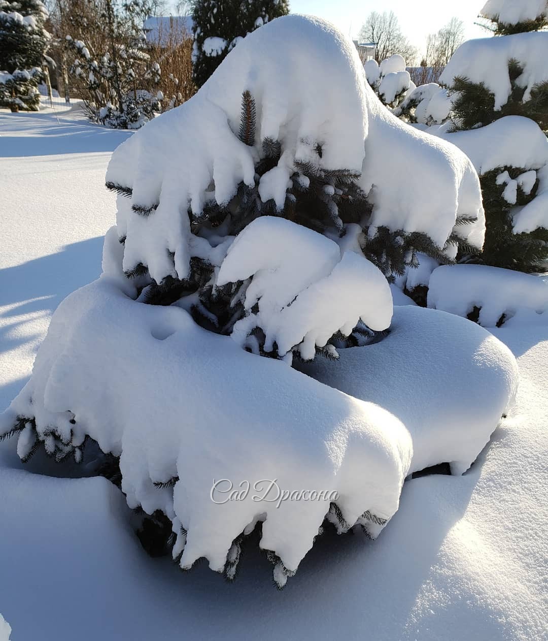Хочется небольшой передышки... от зимы 😉❄️🌨️⛄ Утром - 28°, в курятнике замёрзла вода, машина не завелась... 🚘 Вчера полдня чистили снег... 💪 ❄️❄️❄️ Можно, 🙏чтобы солнышко, ☀️ - 10, и без осадков? 🙋‍♀️ Многого прошу? :)