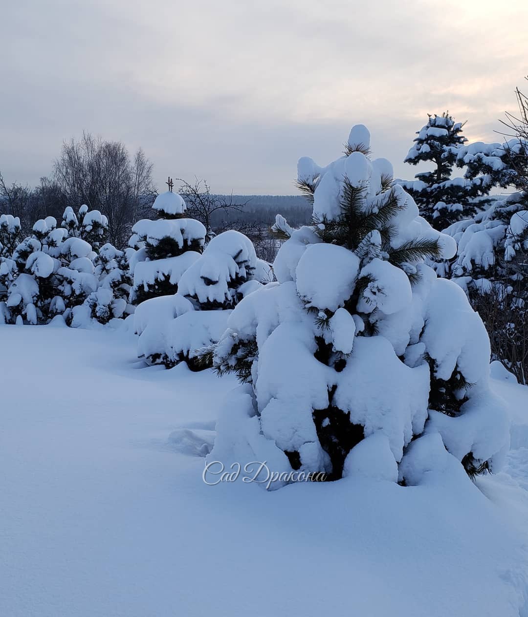 Хочется небольшой передышки... от зимы 😉❄️🌨️⛄ Утром - 28°, в курятнике замёрзла вода, машина не завелась... 🚘 Вчера полдня чистили снег... 💪 ❄️❄️❄️ Можно, 🙏чтобы солнышко, ☀️ - 10, и без осадков? 🙋‍♀️ Многого прошу? :)