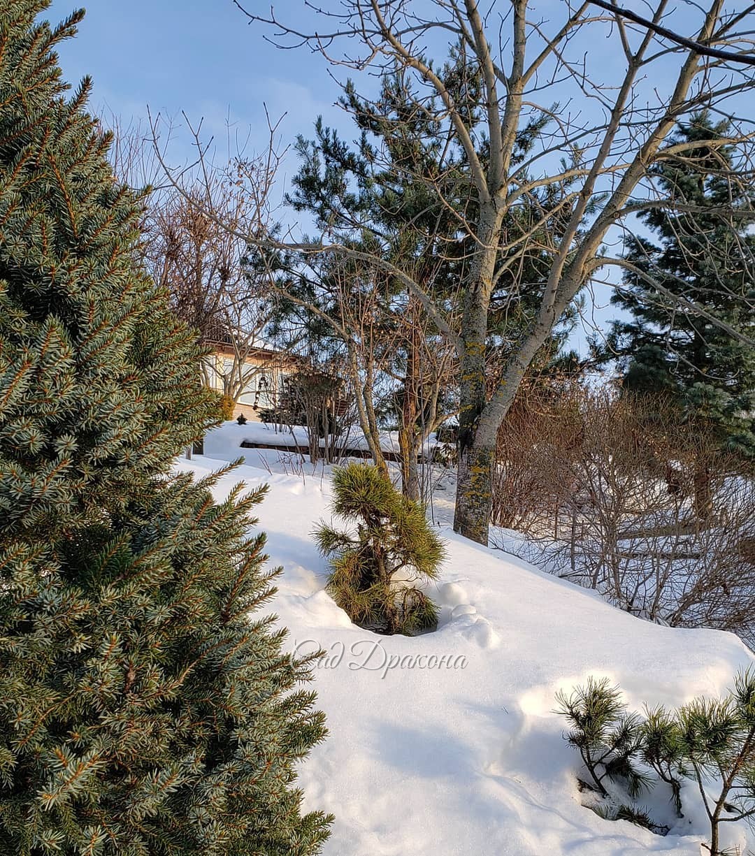 В Татьянин день и солнышко поздравило :) ☀️ Сразу стало слышно голоса птиц, 🐦 🎶 с крыши дровника съехал язык снега, ❄️ в воздухе повеяло настоящим тёплом! ☀️