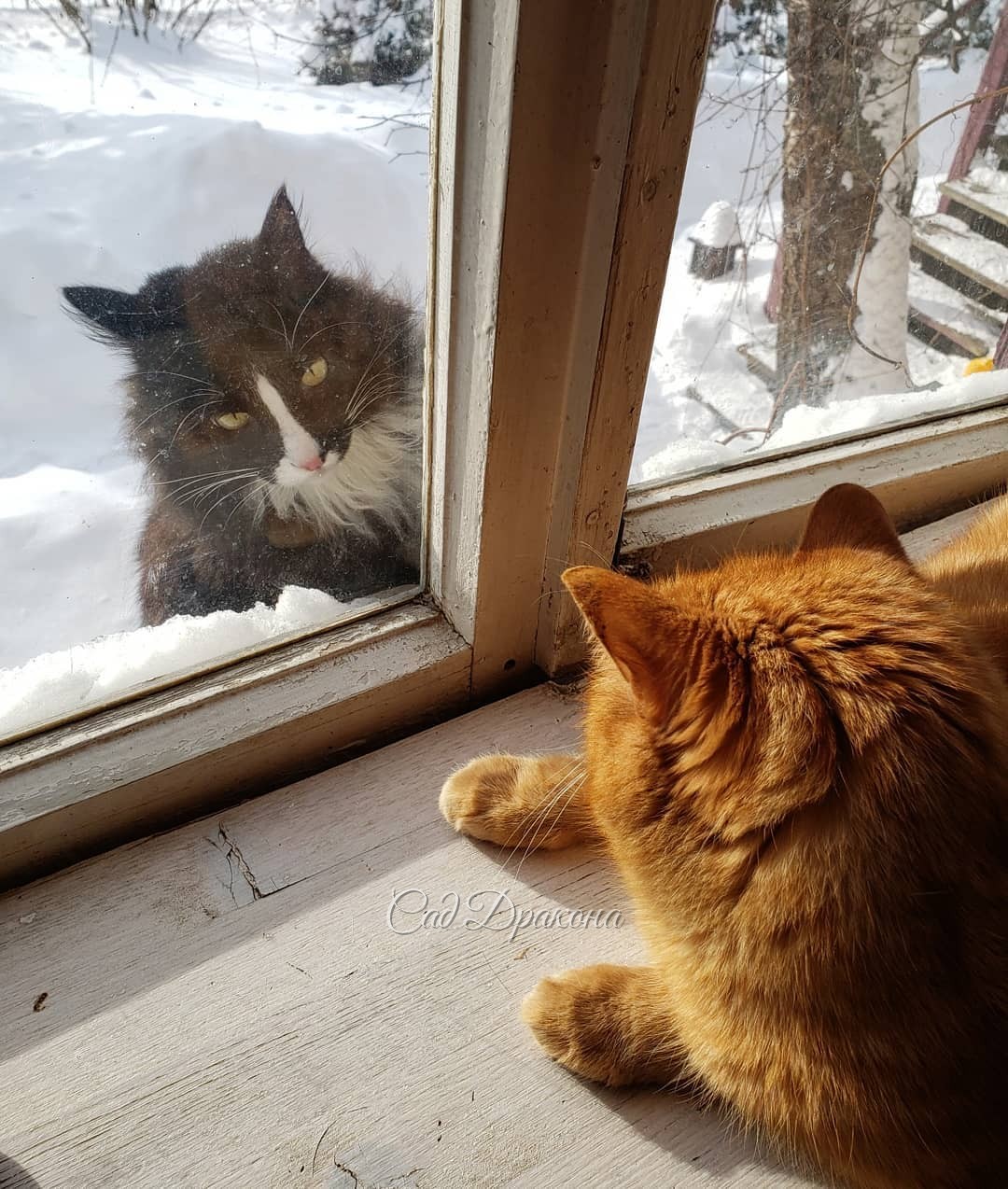 Листайте! 😊➡️ 1 - Открой немедленно! 😾 2 - Ну, пожааалуйста! 🐱🐾