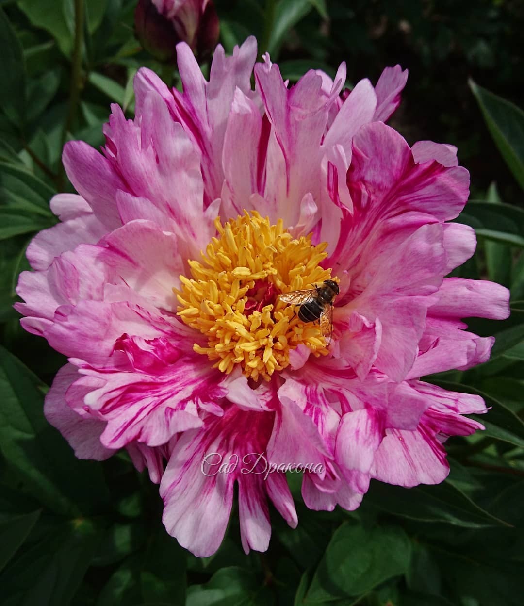 Circus Circus - пион оригинальной расцветки - множество малиновых штрихов и полос по розовом фону 🌸 Klehm R. G. 1995г (США) Он невысокий и прекрасно подходит для переднего края цветника 🌸 На первом фото он в "ногах" у Red Red Rose🌹