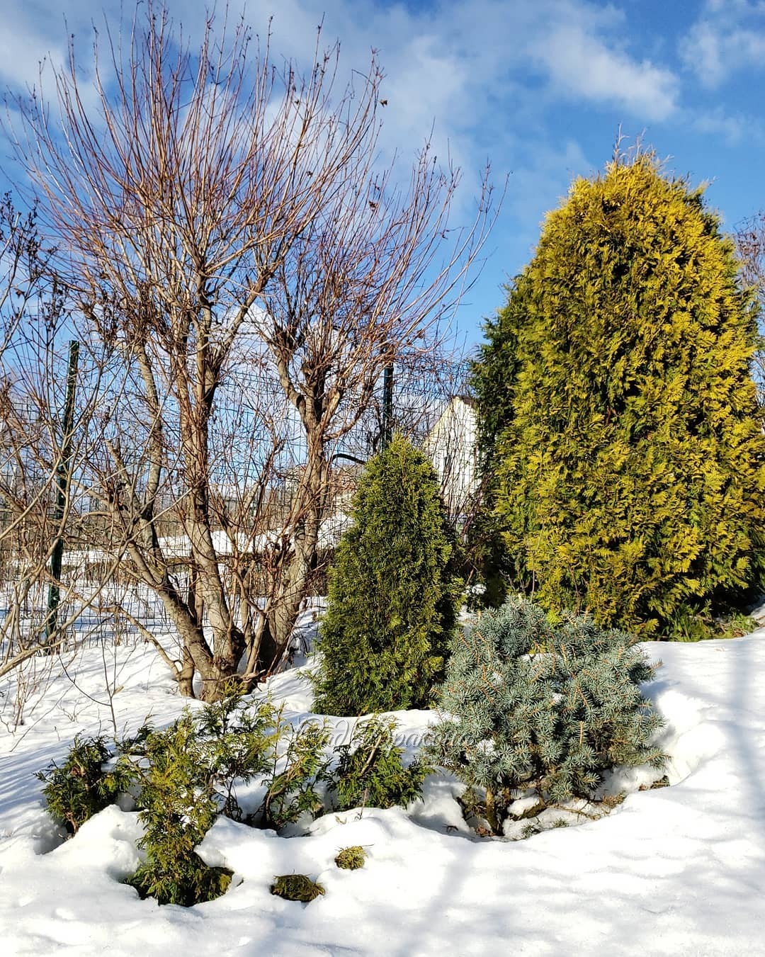 Потихоньку из снега выныривают небольшие хвойные, 🌲и сад из белого становится цветным 💚💙💛🧡