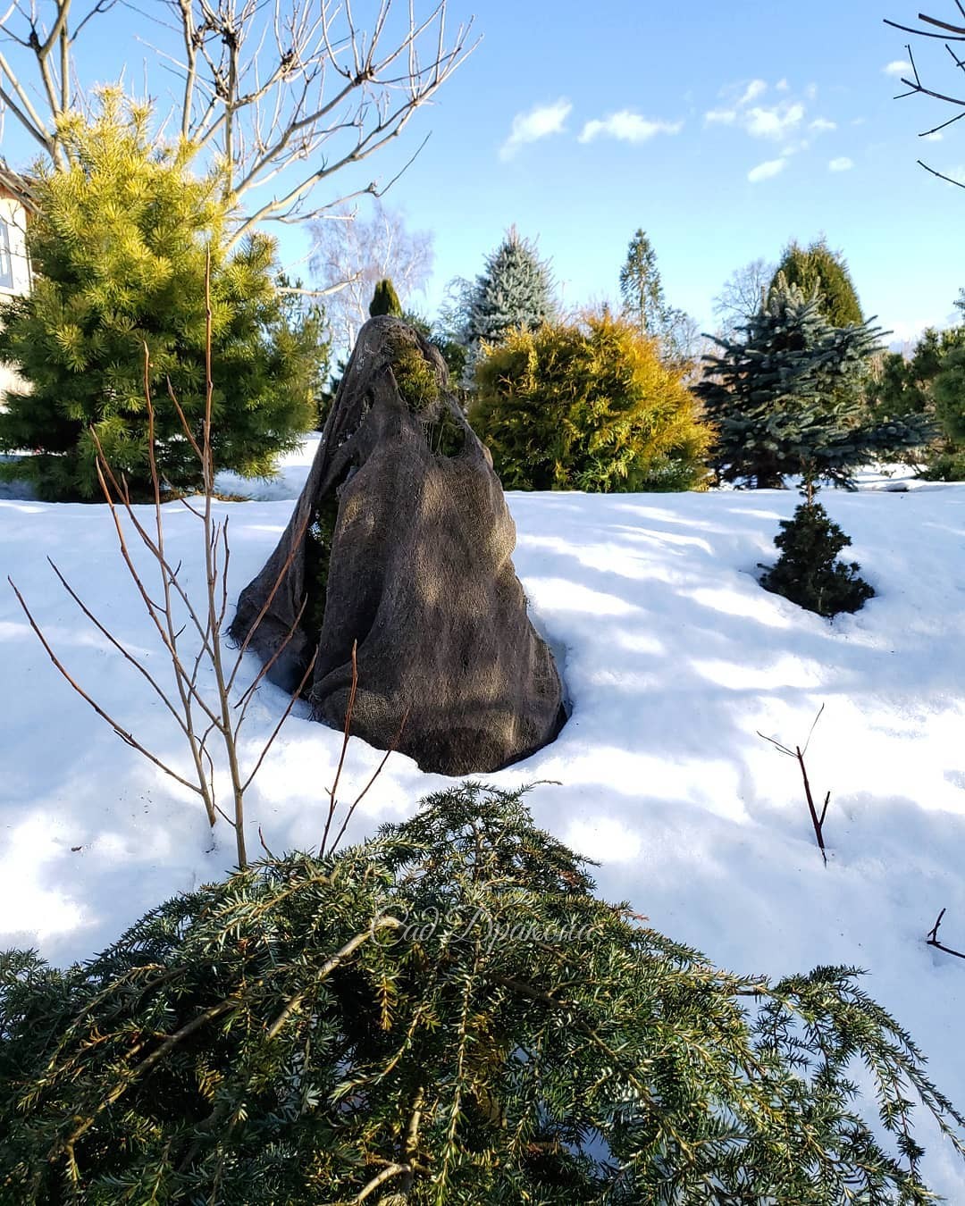 Потихоньку из снега выныривают небольшие хвойные, 🌲и сад из белого становится цветным 💚💙💛🧡