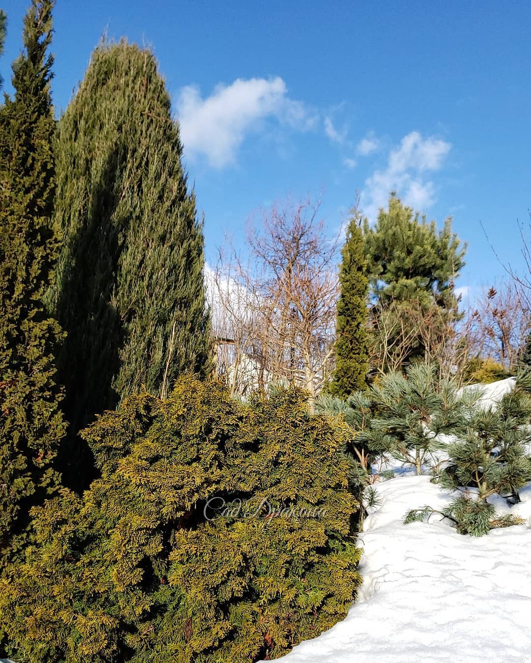 Потихоньку из снега выныривают небольшие хвойные, 🌲и сад из белого становится цветным 💚💙💛🧡