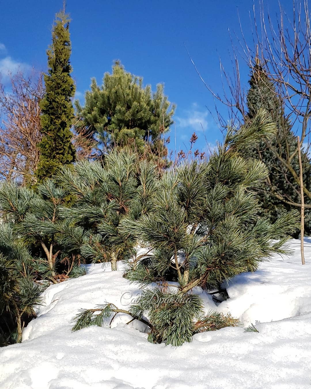 Потихоньку из снега выныривают небольшие хвойные, 🌲и сад из белого становится цветным 💚💙💛🧡