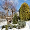 Потихоньку из снега выныривают небольшие хвойные, 🌲и сад из белого становится цветным 💚💙💛🧡