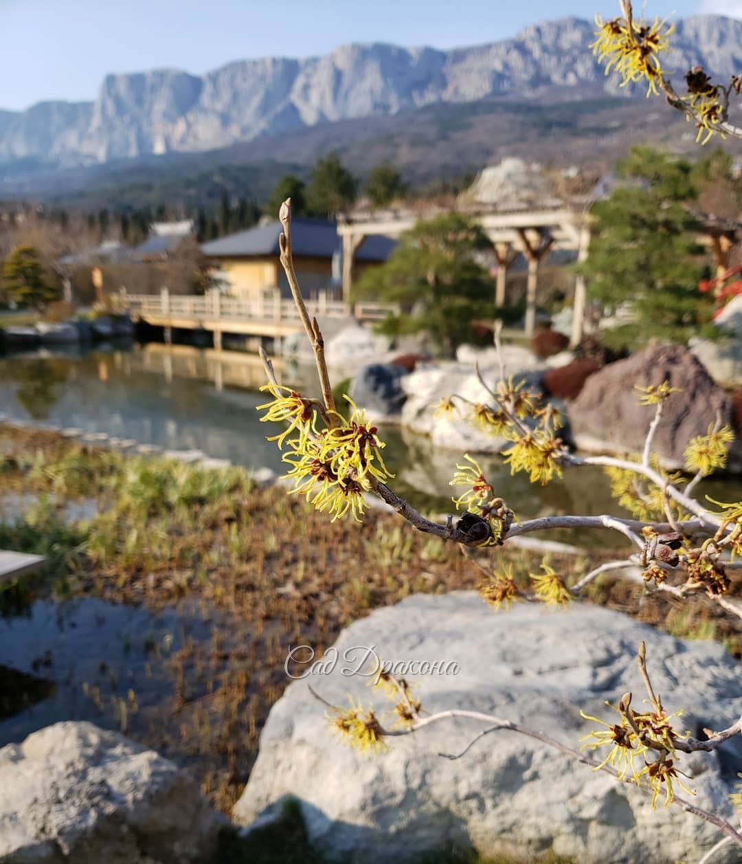 Японский сад "Шесть чувств" ⛩️ сейчас прозрачен и нежен. Пока не распустились все сакуры и не закружили голову, 🌸😇 можно полюбоваться цветущими гамамелисами, которые в Японии олицетворяют зиму 💛🧡❤️