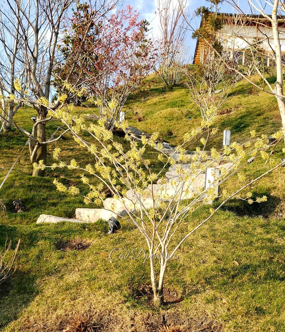 Японский сад "Шесть чувств" ⛩️ сейчас прозрачен и нежен. Пока не распустились все сакуры и не закружили голову, 🌸😇 можно полюбоваться цветущими гамамелисами, которые в Японии олицетворяют зиму 💛🧡❤️
