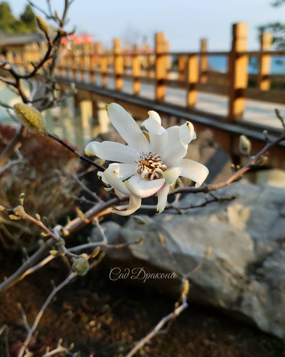 Здесь всё подряд) 🌸 Каменистый "сад Журавля" на первом фото, ранние сакуры на склоне, 🌸🌸 ещё один водопад, мостики, первый цветок магнолии... Всё это на фоне моря 🌊 и прекрасных крымских гор 🏔️🏔️