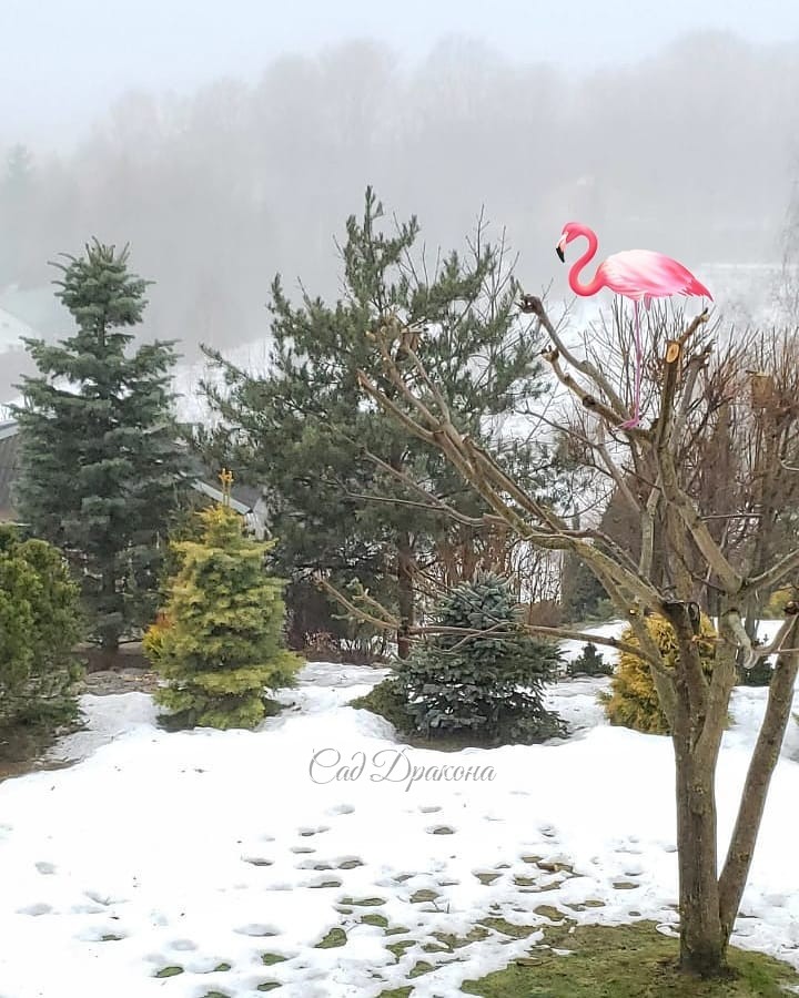Сегодня Международный день птиц 💗🦉🦚🐧