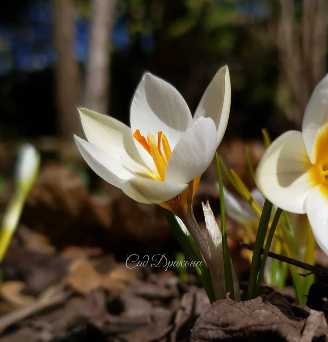 "Снежные" (самые ранние) крокусы. Три первые из них - ботанические (crocus chrysanthus), 🌿 последний - уже знакомый вам крокус Томазини.