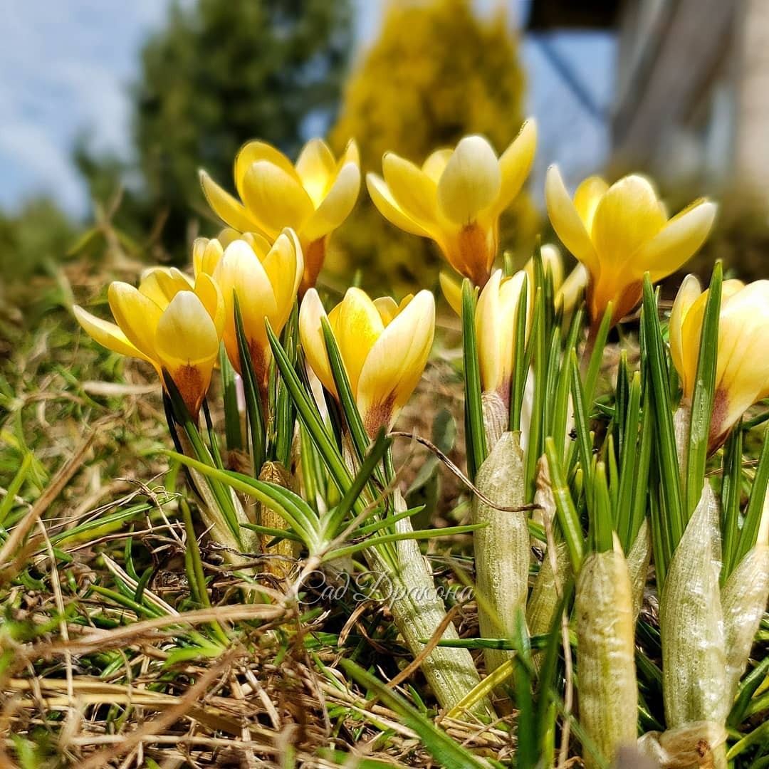 "Снежные" (самые ранние) крокусы. Три первые из них - ботанические (crocus chrysanthus), 🌿 последний - уже знакомый вам крокус Томазини.