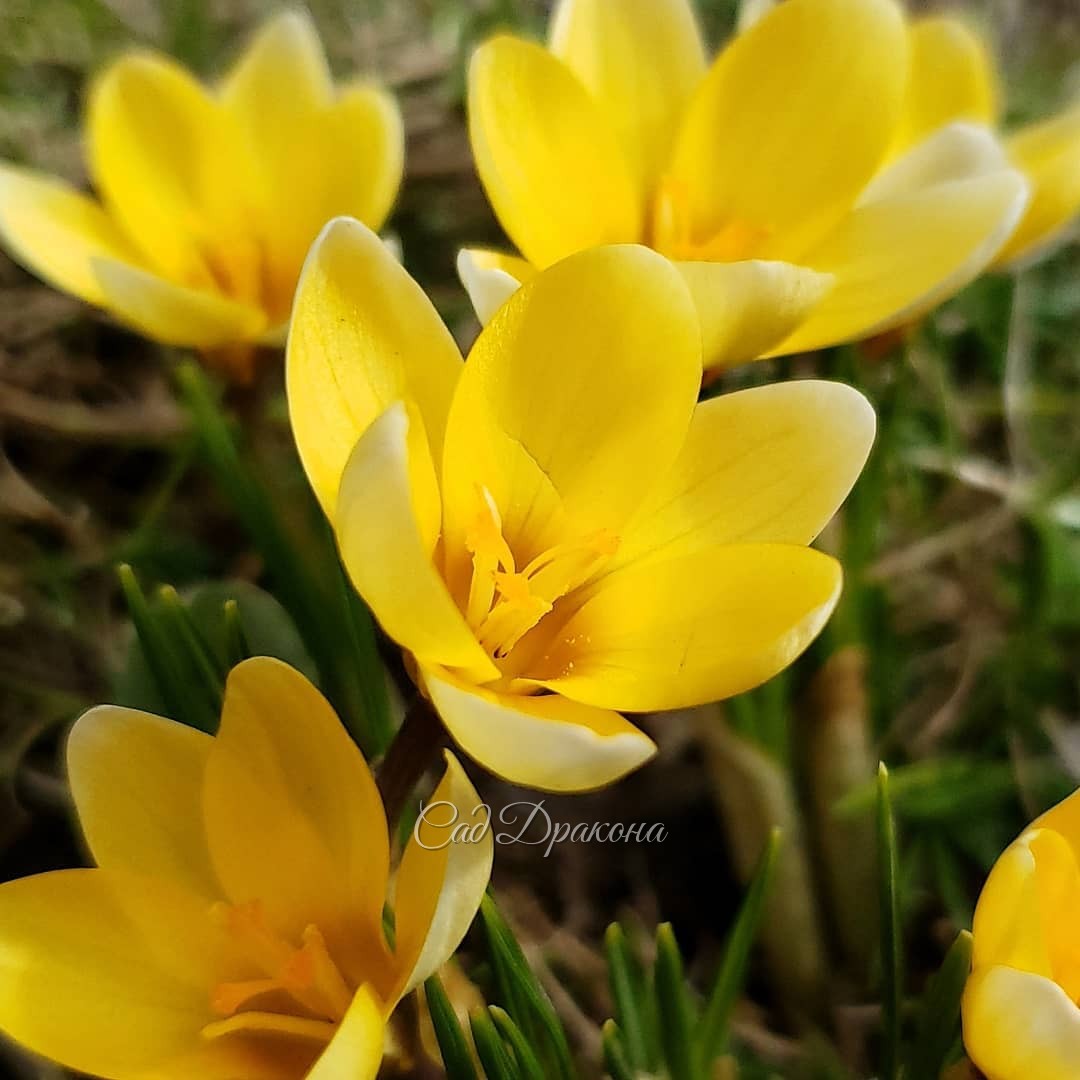 "Снежные" (самые ранние) крокусы. Три первые из них - ботанические (crocus chrysanthus), 🌿 последний - уже знакомый вам крокус Томазини.