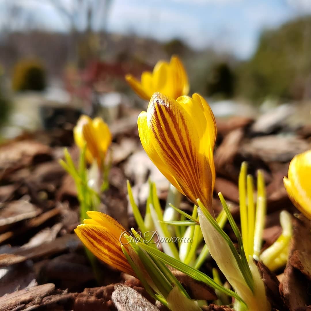 "Снежные" (самые ранние) крокусы. Три первые из них - ботанические (crocus chrysanthus), 🌿 последний - уже знакомый вам крокус Томазини.